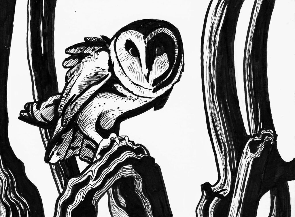 BW owl 2 72 Zarina Motovilov