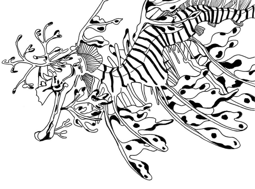 BW seahorse 72 Zarina Motovilov