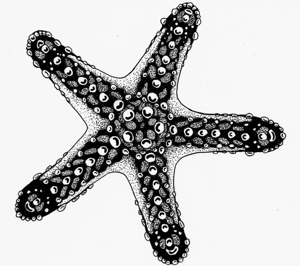 BW starfish 72 Zarina Motovilov
