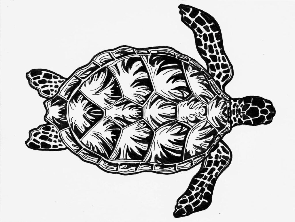 BW turtle 72 Zarina Motovilov